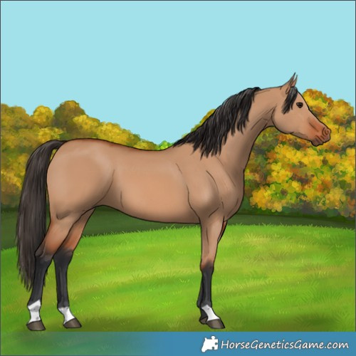Horse Color:Bay Dun 