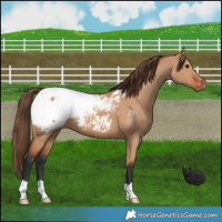 Horse Color:Bay Dun Appaloosa 