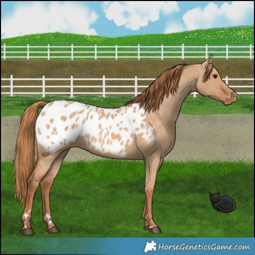 Horse Color:Red Dun Appaloosa 