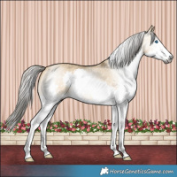 Horse Color:Gray Buckskin Dun Splash