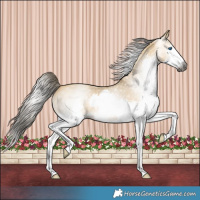Horse Color:Gray Buckskin Dun Splash 