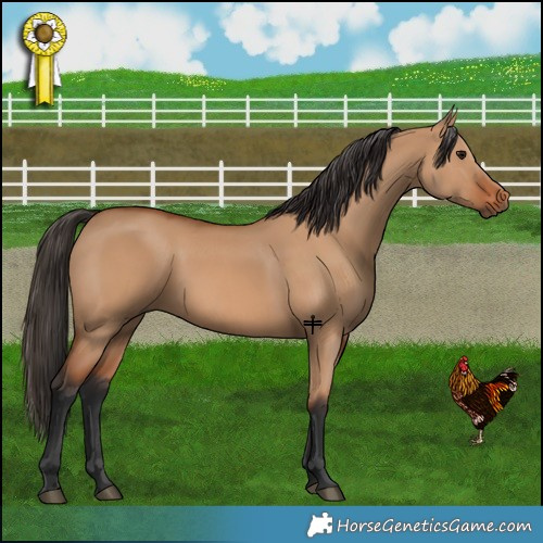 Horse Color:Bay Dun 