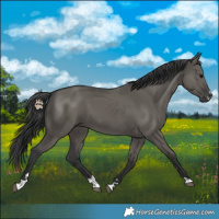 Horse Color:Grullo