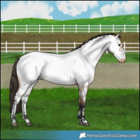 Horse Color:Brown Dun Near Fewspot