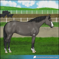 Horse Color:Grullo 