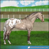 Horse Color:Silver Brown Dun Appaloosa 