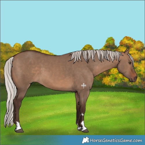 Horse Color:Silver Brown Dun 