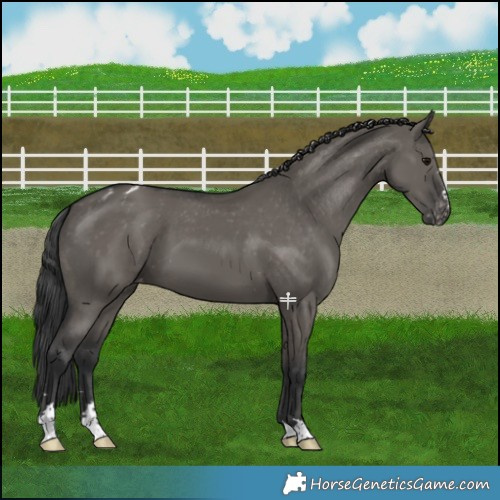 Horse Color:Grullo Appaloosa 