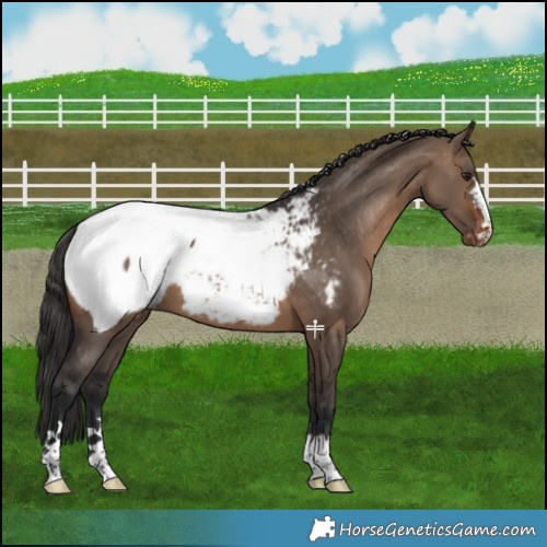 Horse Color:Brown Dun Appaloosa 