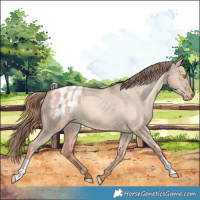 Horse Color:Gold Champagne Dun Appaloosa 