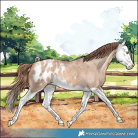 Horse Color:Gold Champagne Dun Splash Appaloosa Brindle 