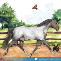 Horse Color:Liver Chestnut Snowcap 