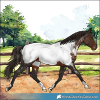 Horse Color:Liver Chestnut Appaloosa