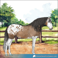 Horse Color:Gray Liver Red Dun Splash Appaloosa