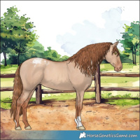 Horse Color:Gold Champagne Dun Appaloosa 