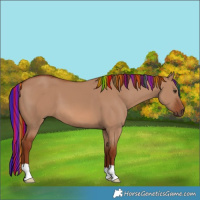 Horse Color:Painted Red Dun