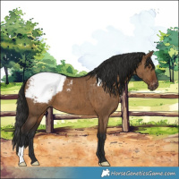 Horse Color:Gray Liver Red Dun Appaloosa Brindle 