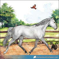 Horse Color:Gray Liver Red Dun Appaloosa Brindle 