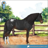 Horse Color:Gray Liver Chestnut Appaloosa