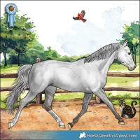 Horse Color:Gray Liver Chestnut Varnish 