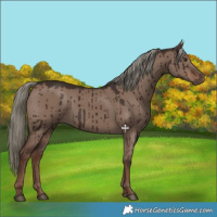 Horse Color:Liver Red Dun Mushroom Brindle 