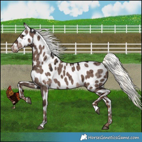 Horse Color:Liver Red Dun Mushroom Appaloosa Brindle 