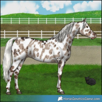 Horse Color:Liver Red Dun Mushroom Near Leopard Brindle 
