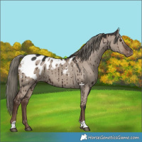 Horse Color:Liver Red Dun Mushroom Appaloosa Brindle 