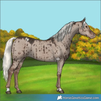 Horse Color:Liver Red Dun Mushroom Appaloosa Brindle 