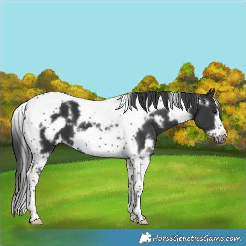 Horse Color:White Spotted Black Tobiano Frame 