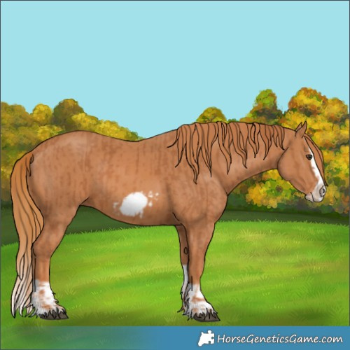 Horse Color:Chestnut Splash Frame  and Chestnut Splash Frame 