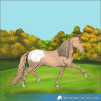 Horse Color:Gold Champagne Appaloosa 