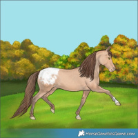 Horse Color:Amber Champagne Appaloosa 