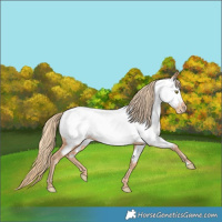 Horse Color:Gold Champagne Near Fewspot 