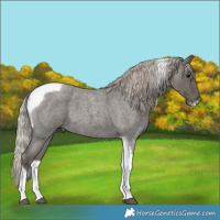 Horse Color:Silver Blue Roan Tobiano Frame