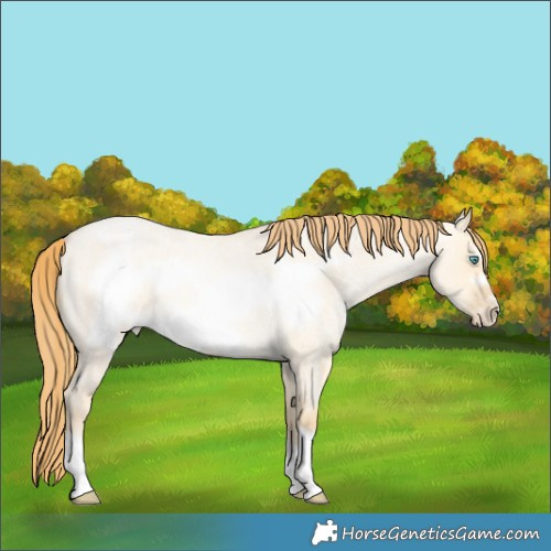 Horse Color:Buckskin Roan Pearl Dun Frame 
