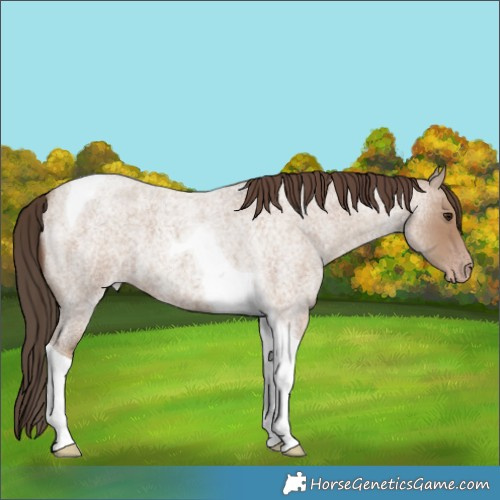 Horse Color:Classic Champagne Roan Tobiano 