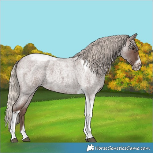 Horse Color:Silver Blue Roan Tobiano Frame 