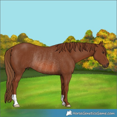 Horse Color:Chestnut Rabicano 
