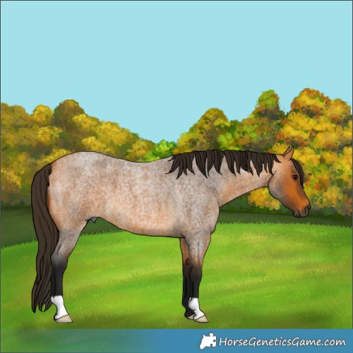 Horse Color:Gray Buckskin Roan 