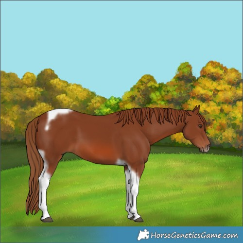 Horse Color:Chestnut Tobiano Frame 