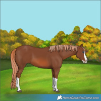 Horse Color:Chestnut Splash 