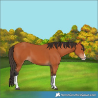 Horse Color:Bay Splash 