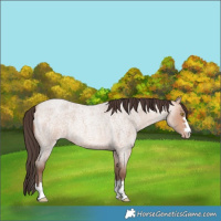 Horse Color:Amber Champagne Roan 