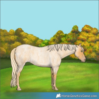 Horse Color:Gold Cream Champagne Roan 