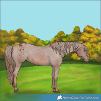 Horse Color:Chestnut Appaloosa 