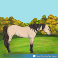 Horse Color:Bay Dun 
