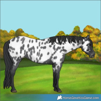 Horse Color:Blue Roan Near Leopard 