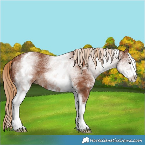 Horse Color:White Spotted Chestnut Sabino