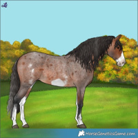 Horse Color:White Spotted Bay Roan Frame 